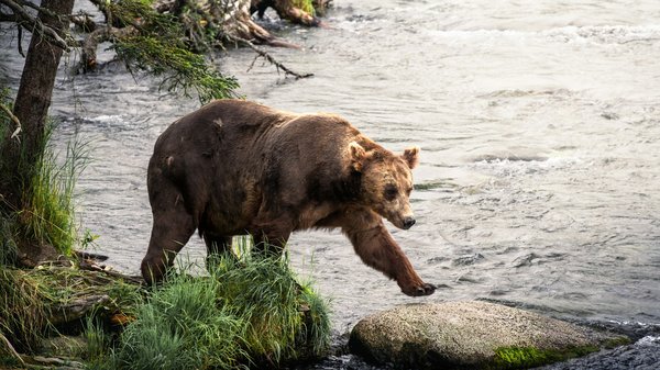 Comment préparer une expédition pour voir les ours bruns en Alaska?